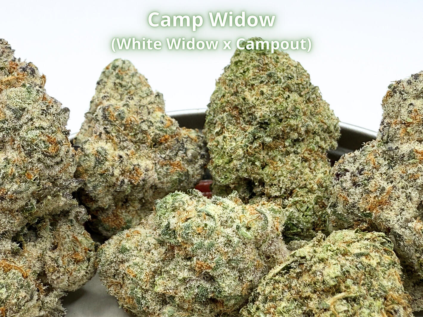 Premium Camp Widow THCa hemp flower