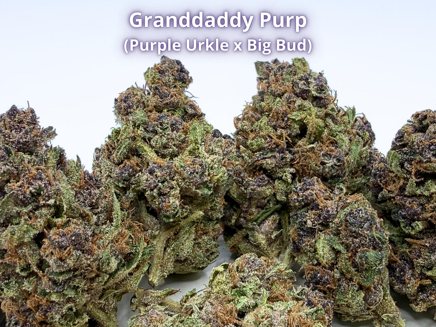 Premium Grandaddy Purp THCa hemp flower