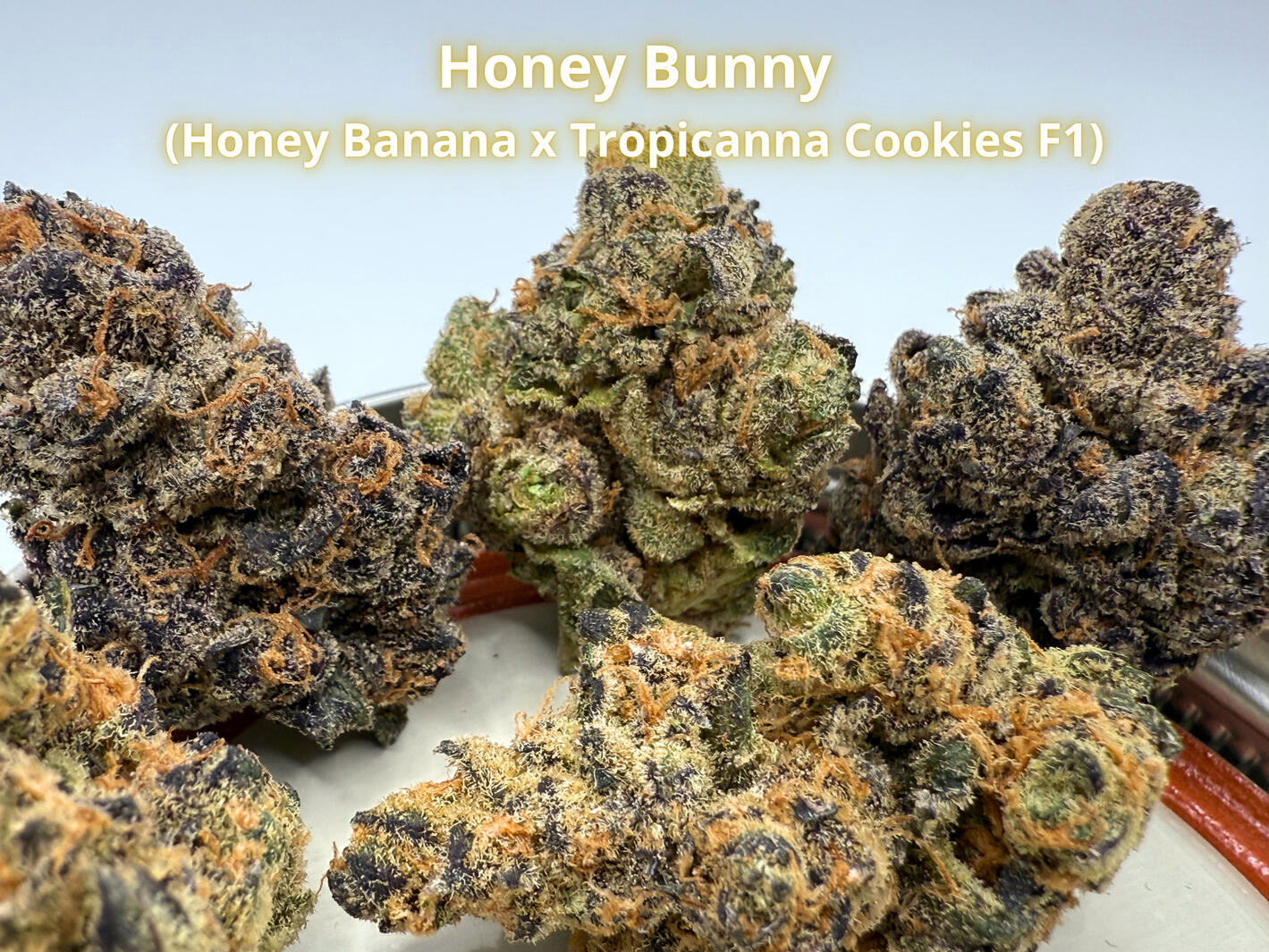 Premium Honey Bunny THCa hemp flower