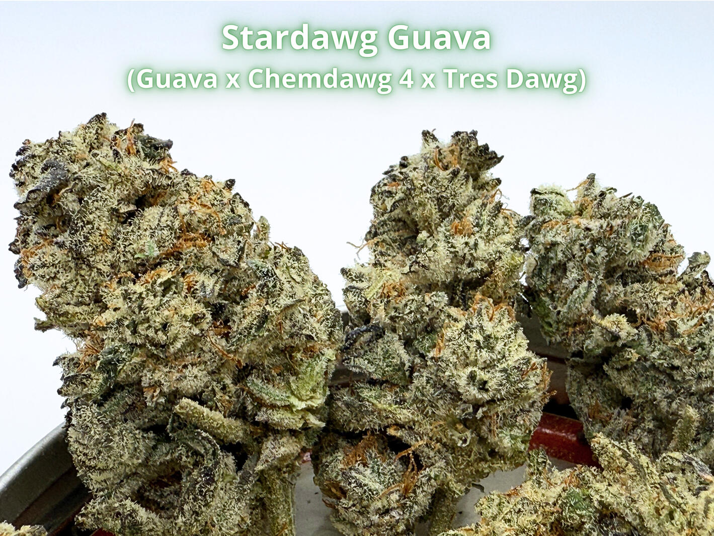 Premium Stardawg Guava THCa hemp flower